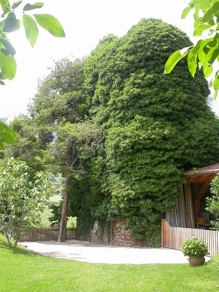 ROVINE DELLA TORRE NEI PRESSI DELLO STROBLHOF